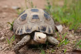 民警救助的乌龟，竟是国家一级保护野生动物？图片