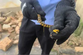 别看它小，这条不到30公分小蛇是虎斑颈槽毒蛇！图片