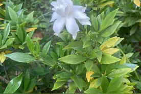 霜降时节，武汉街头栀子花开图片