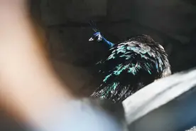 绿孔雀、眼镜王蛇、绿狒狒，北京动物园来了一批“新朋友”图片