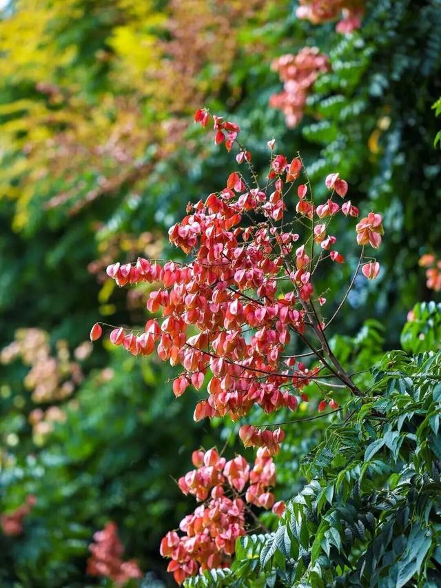 有奖征集 | @青白江人，今年秋天你珍藏了哪些美好？