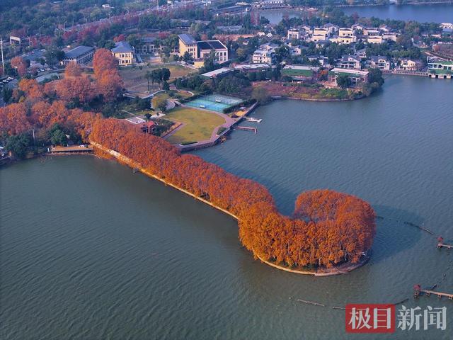 “金汤勺”舀动东湖碧波，原来是大自然在喂你一口深秋