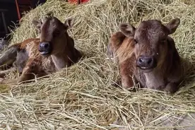 首次成功克隆！世界屋脊濒危牛在我国诞生图片