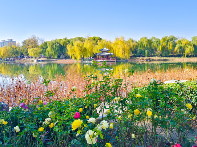 湖畔柳色依旧，陶然亭公园风景正好