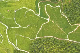 雨后的古田县凤埔龙山生态茶园图片