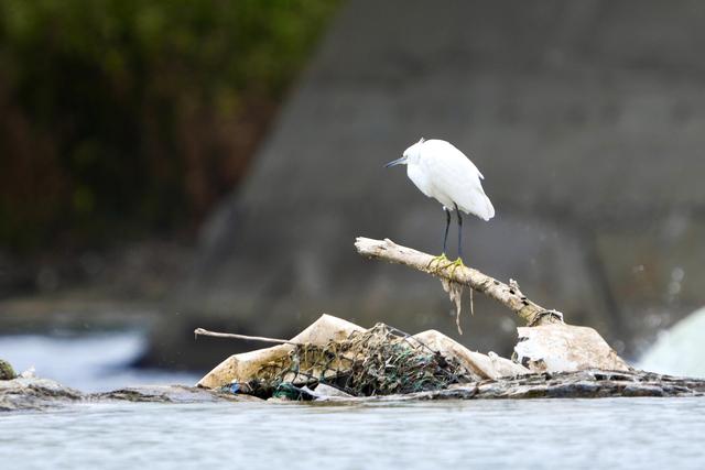 白鹭、苍鹭、鸬鹚……永定河畔成水鸟栖息地