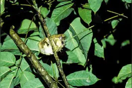 罕见！昆明动物所发现飞松鼠图片