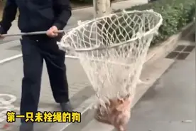 一地出手！看到未拴绳狗狗直接抓走暂扣图片