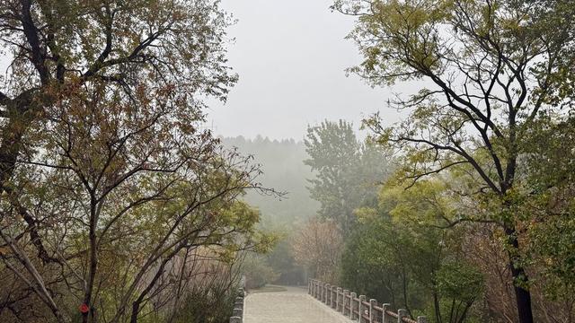 新视界｜济南佛慧山：初冬木叶黄 山高雾沾衣