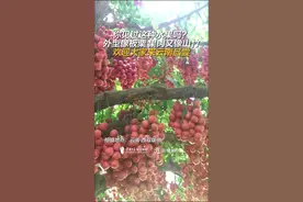 剥开像大蒜瓣的水果 你们见过吗？图片