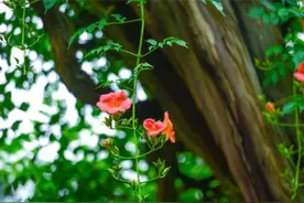缤纷的扬州夏日，一眼心动图片
