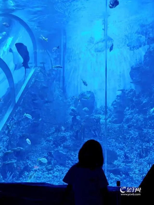 广州动物园首推“海陆空一夜营”，揭秘你没见过的动物王国