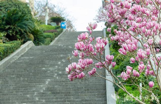 峡江巴东千步梯的玉兰花开了