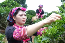 自贸港的年轻人｜好山好水做好茶 五指山苗家姑娘创业记图片