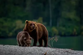 棕熊冬眠为何不易得血栓？图片