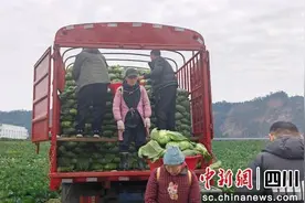 雅安雨城：蔬菜丰收 助力乡村振兴图片