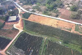 揭阳普宁市南溪镇大陇村淮山基地获GAP认证图片