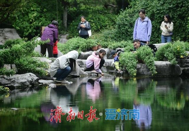 相聚泉畔共赏菊香，第46届趵突泉金秋菊展启幕