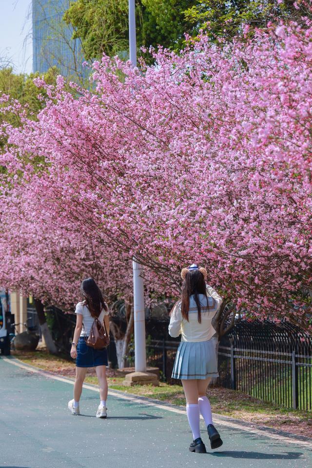 樱花之后，武汉多种春花接档，武汉公园绣出“开不尽”的春之卷