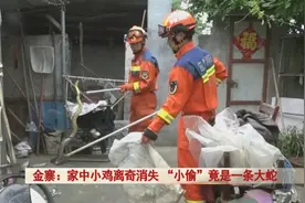 家中小鸡离奇消失，“小偷”竟是……图片