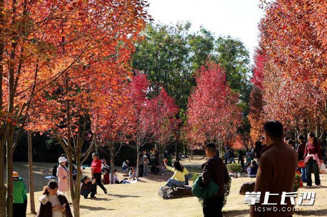 枫叶红了，湖南农大红枫大道成打网红打卡地｜组图