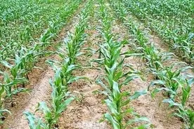 春天种植玉米做好这四个方面图片