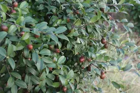 江西红土地迎来丰收，“一滴油”撬动大产业图片