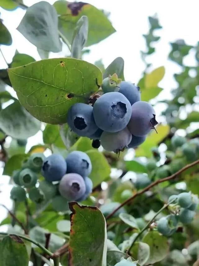 四月来石林赴一场舌尖上的甜蜜狂欢！