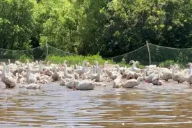 同江市：大力发展养殖产业，助力乡村振兴图片