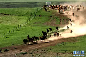 【中央媒体看甘肃】祁连山下马儿欢图片