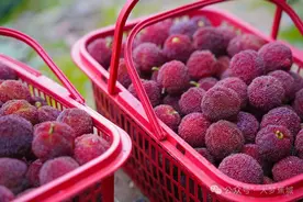 看着都流口水啦！七都杨梅，我爱了！图片