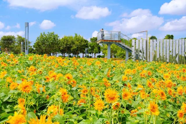 寒露凝秋色 花绽景常新