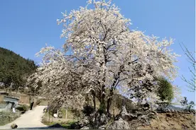 贵州沿河：樱桃绽放游客来图片