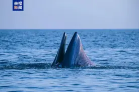 超70头🐳 涠洲岛布氏鲸创下了一个全球纪录图片
