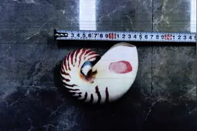 买也犯法，杭州有人因一个“螺”壳被抓图片