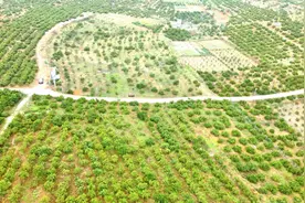 雪峰山下桔飘香 产业融合势头旺——写在第三届湖南洞口雪峰蜜桔文化旅游节举办之际图片