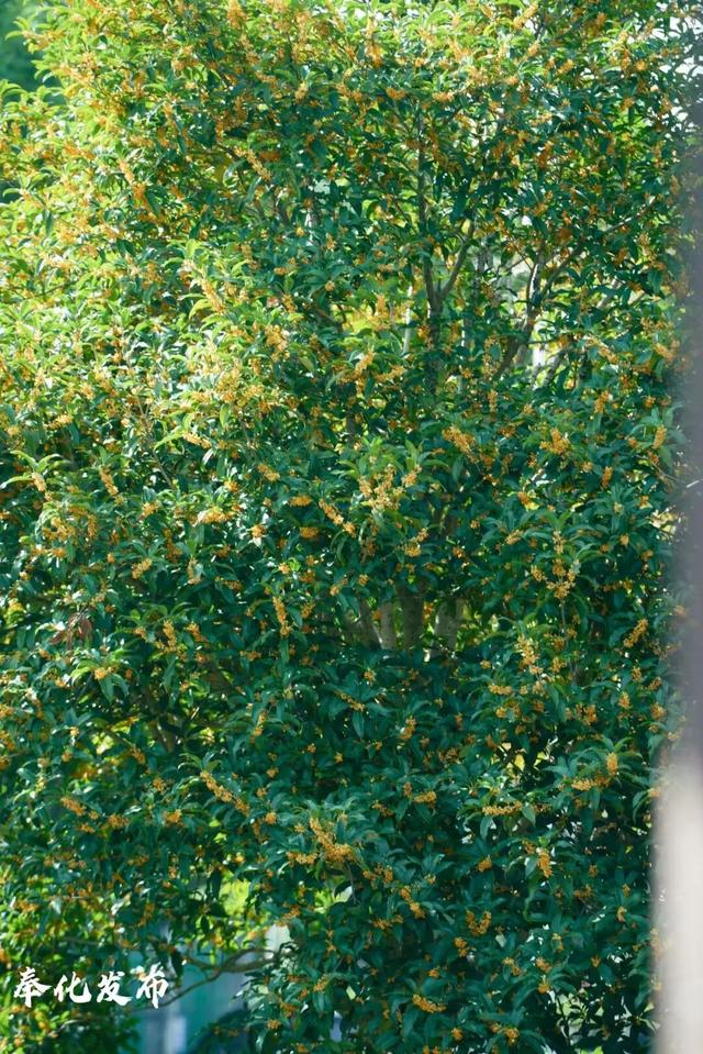 开了开了！奉化的秋天，真࿐香࿐啊࿐