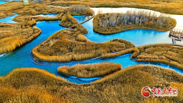 张掖湿地披金装