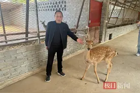 襄阳生态梅花鹿养殖助力村民奔上“富裕路”图片