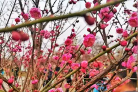 河南多地春景大赏：梅花与樱花争奇斗艳，快来打卡吧图片