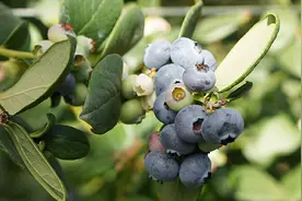 澄江：冬蓝莓铺就致富“莓”好蓝图图片