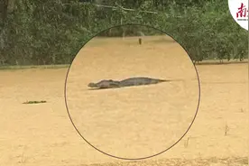 中山暴雨水浸有鳄鱼出逃？官方：已全部赶回池内图片