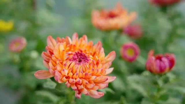 现在的黔南，已经美成这样了→