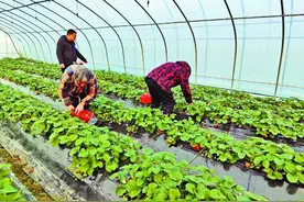 和县：小草莓赋能乡村振兴图片