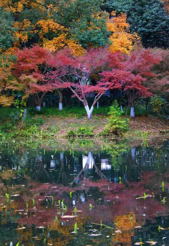 漫步这座“莫奈花园”，邂逅申城油画里的秋天