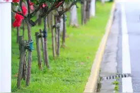 五一假期赏花去！武汉洪山赏花好去处（含攻略）来了图片