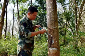弃管、弃割、改种，1800万亩橡胶种植区安全如何保障｜一线调研图片