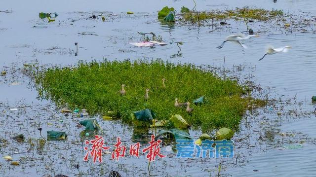 一年四季 泉在济南丨秋雨润湖景如画 鹭鸟翩跹映白云