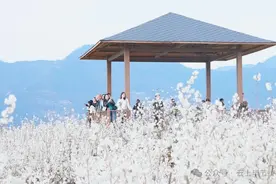 降雪降温，毕节还有樱桃吃吗？图片