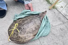 街头有人挑杆卖鳖，遇见这种“老套路”怎么办？举报！图片